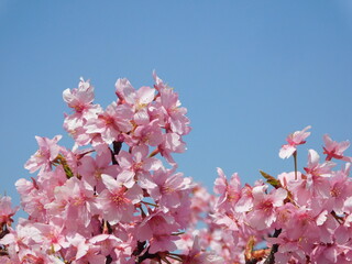 淀の河津桜(京都市伏見区で2022年3月撮影)