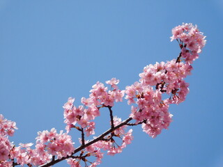 淀の河津桜(京都市伏見区で2022年3月撮影)