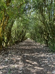 around the Sardinian nature seeing trees, rocks, lakes, rivers standing in the sun among the leaves and trunks enjoying the good sun