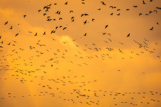 Parvada al atardecer