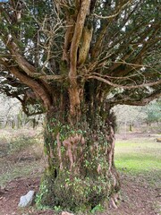 around the Sardinian nature seeing trees, rocks, lakes, rivers standing in the sun among the leaves and trunks enjoying the good sun