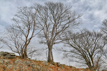 The beech trees that grow on the mountain slopes,
