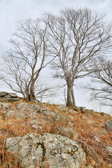 The beech trees that grow on the mountain slopes,