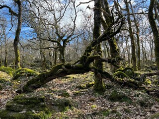 around the Sardinian nature seeing trees, rocks, lakes, rivers standing in the sun among the leaves...