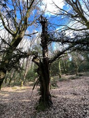 around the Sardinian nature seeing trees, rocks, lakes, rivers standing in the sun among the leaves and trunks enjoying the good sun