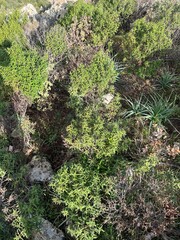around the Sardinian nature seeing trees, rocks, lakes, rivers standing in the sun among the leaves and trunks enjoying the good sun