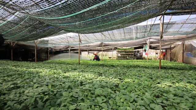 unknow farmer working in a greenhouse