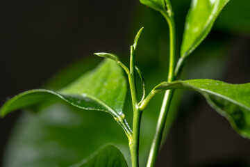 Growth of a young lemon. New Life concept with seedling growing sprout from old trees. Symbol of...