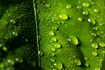 Lemon tree leaves. Water drops on lemon leaf. Flowing raindrops