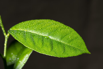 Fototapeta na wymiar Lemon tree leaves. Water drops on lemon leaf. Flowing raindrops