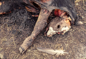 Dead cow with calf, both dead at birth