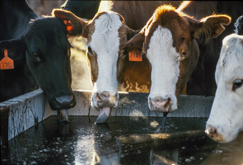 Group of beef cattle at the molasses trough.