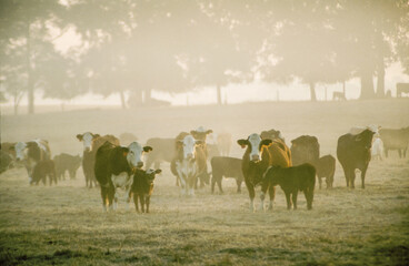 Herd of beef cattle in morning mist.