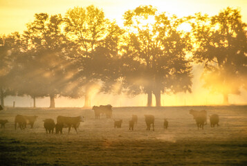 Herd of beef cattle in morning mist with sunrise
