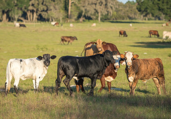 Beef cow herd in Florida pasture