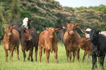 Fotobehang Herd of beef cows in Florida pasture. © Mark J. Barrett