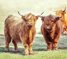 Scottish Highland cow with calf cattle in pasture.