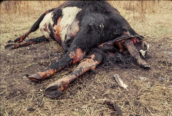 Dead cow with calf, both dead at birth
