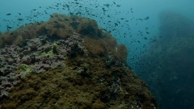 Underwater film 4 k - Thailand - passing around large rocky corals with abundant small tropical fish