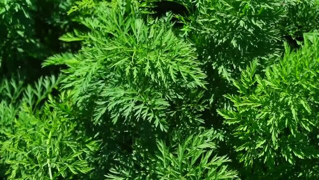lush green carrot garden in Lam Dong
