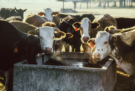Group of beef cattle at the molasses trough.