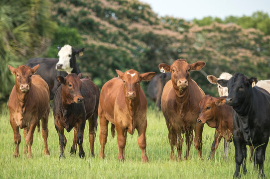 Herd of beef cows in Florida pasture.