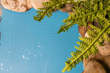Green fern leaves on a blue water background in natural light. Top view, flat lay..  there is space for text
