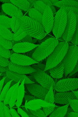 Vegetable background from meadowsweet leaves. Abstract vertical natural wallpaper from the foliage...