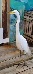 Great Egret Bird Standing on a Wood Deck, Close Up