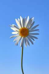 White chamomile against the blue sky. Summer background.