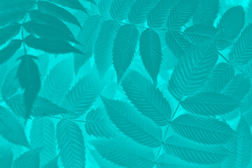 Fototapeta na wymiar Vegetable mystical background from meadowsweet leaves. Abstract natural wallpaper from the foliage of a ornamental shrub. Bright turquoise tinted plant backdrop
