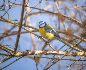Blue tit bird sitting on a tree