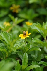 Tight close-up shot of a bee on a Thymophyllia yellow flower, with leaves, blurred background in a park, pollination, macro photography