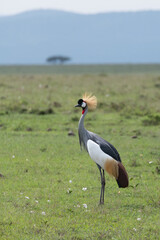 Fototapeta premium grey crowned crane balearica