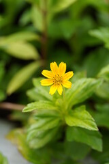Tight close up shot of Thymophyllia yellow flower, with leaves blurred background in a park, macro photography