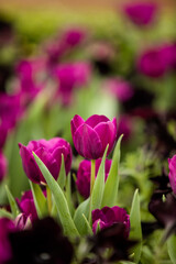 Obraz premium Closeup of Purple Tulips in a Garden