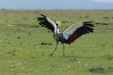 Fototapeta premium grey crowned crane balearica regulorum displaying