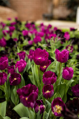 tulip, purple, flower, garden, gardening, green, leaves, growing, growth, petals, botanic, botanical, summer, spring