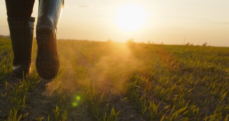 Farmer walks through a young wheat green field during sunset. Bottom view of a man walking in...