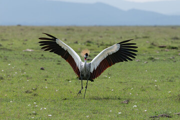 crowned crane displaying with its wings