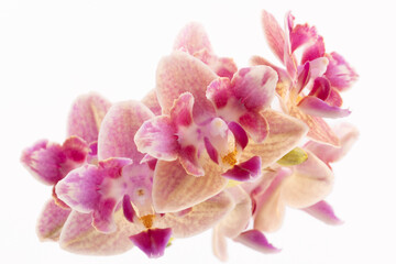 Fototapeta na wymiar pink orchid isolated on white, close up different stem 