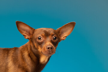 Cute hungarian vizsla puppy studio portrait. Funny dog with tongue sticking out face close up over blue banner.