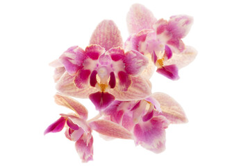 Fototapeta na wymiar pink orchid isolated on white background, close up 