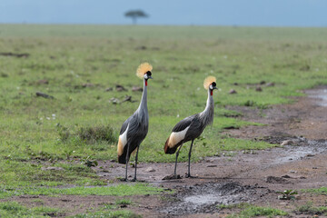 Obraz na płótnie Canvas pair of crowned cranes in the wild