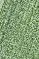 The textured surface of a basket plant leaf close-up. Natural green tinted background. Vertical backdrop. Strong macro