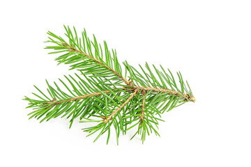 evergreen coniferous tree branch, pine, isolated on a white background