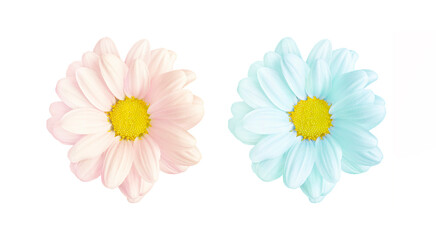 Delicate pink and blue chrysanthemum flower isolated on white background. The concept of a boy and a girl