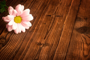delicate pink chrysanthemum flowers on a wooden background