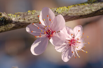 japanischen Kirschblüte