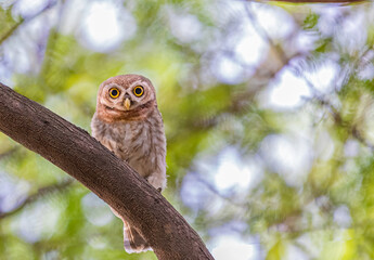 A Spotted Owl Looking down